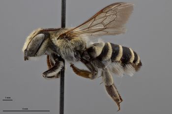 Media type: image;   Entomology 788867 Aspect: habitus lateral view
